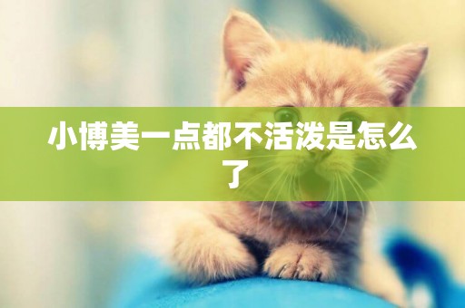 小博美一點都不活潑是怎么了