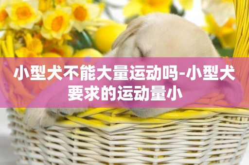 小型犬不能大量運動嗎-小型犬要求的運動量小