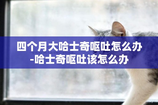 四個月大哈士奇嘔吐怎么辦-哈士奇嘔吐該怎么辦