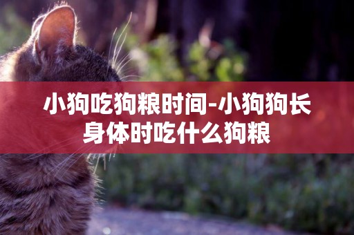 小狗吃狗糧時間-小狗狗長身體時吃什么狗糧
