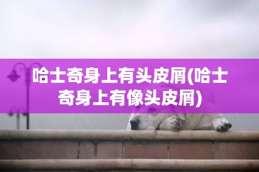 哈士奇身上有頭皮屑(哈士奇身上有像頭皮屑)