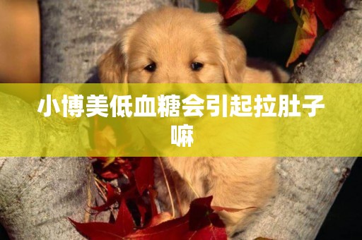 小博美低血糖會引起拉肚子嘛