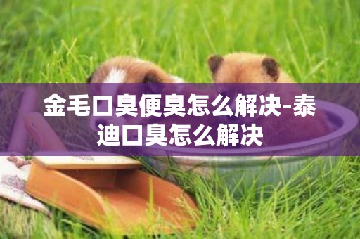 金毛口臭便臭怎么解決-泰迪口臭怎么解決
