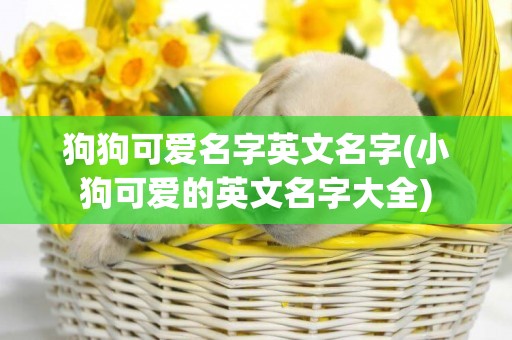 狗狗可愛名字英文名字(小狗可愛的英文名字大全)