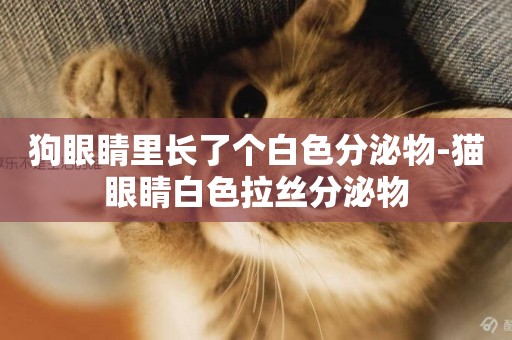 狗眼睛里長了個白色分泌物-貓眼睛白色拉絲分泌物
