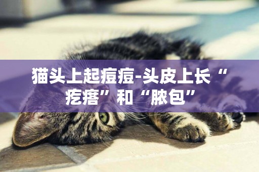 貓頭上起痘痘-頭皮上長“疙瘩”和“膿包”