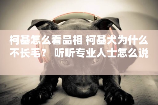 柯基怎么看品相 柯基犬為什么不長毛？ 聽聽專業人士怎么說 