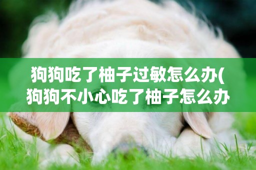 狗狗吃了柚子過敏怎么辦(狗狗不小心吃了柚子怎么辦)