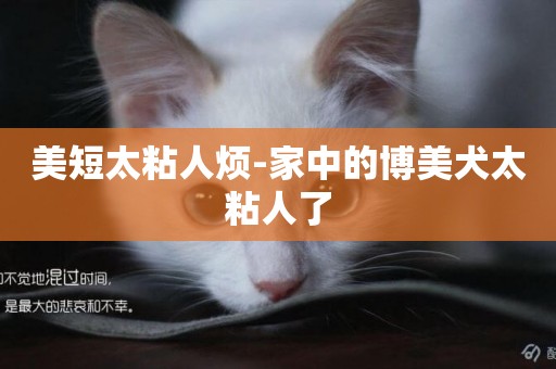 美短太粘人煩-家中的博美犬太粘人了