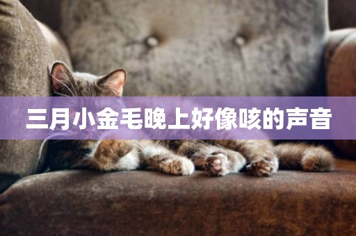 三月小金毛晚上好像咳的聲音