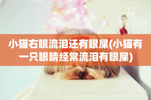 小貓右眼流淚還有眼屎(小貓有一只眼睛經常流淚有眼屎)