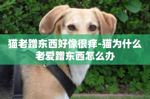 貓老蹭東西好像很癢-貓為什么老愛蹭東西怎么辦