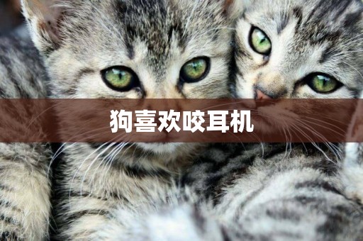 狗喜歡咬耳機
