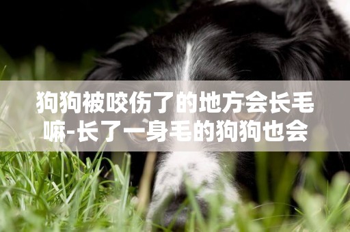 狗狗被咬傷了的地方會長毛嘛-長了一身毛的狗狗也會被蚊子咬到