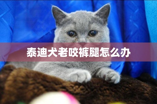 泰迪犬老咬褲腿怎么辦