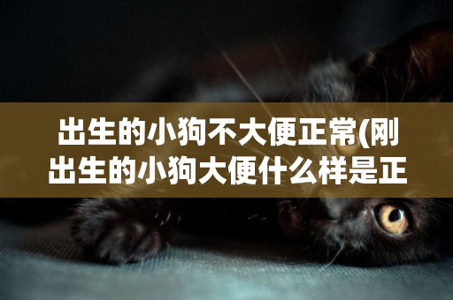 出生的小狗不大便正常(剛出生的小狗大便什么樣是正常的)