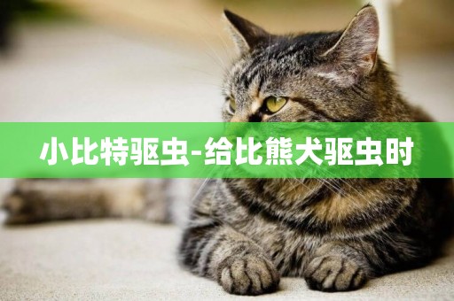 小比特驅蟲-給比熊犬驅蟲時