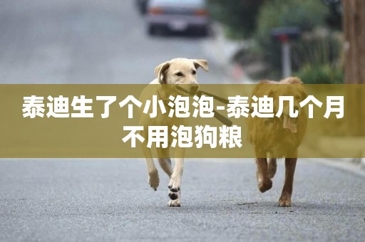 泰迪生了個小泡泡-泰迪幾個月不用泡狗糧
