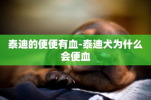 泰迪的便便有血-泰迪犬為什么會便血