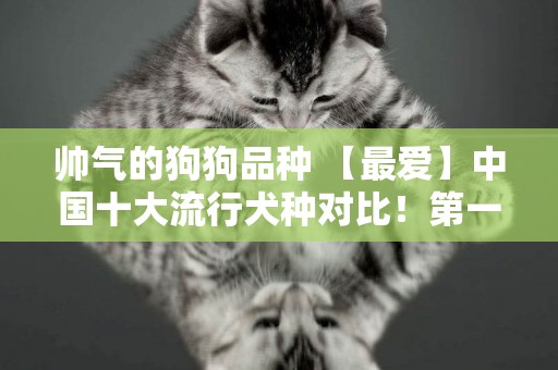 帥氣的狗狗品種 【最愛】中國十大流行犬種對比！第一次養狗，快速找到適合自己的狗狗 