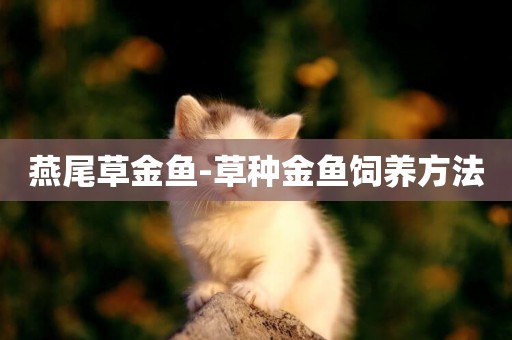 燕尾草金魚-草種金魚飼養方法