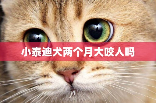 小泰迪犬兩個月大咬人嗎