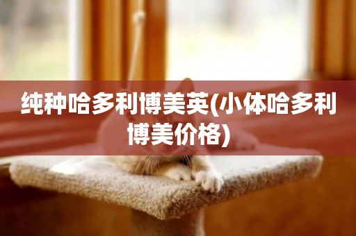 純種哈多利博美英(小體哈多利博美價格)
