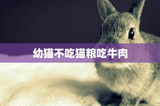 幼貓不吃貓糧吃牛肉