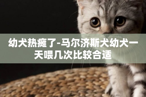 幼犬熱癱了-馬爾濟斯犬幼犬一天喂幾次比較合適
