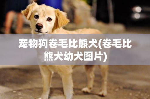 寵物狗卷毛比熊犬(卷毛比熊犬幼犬圖片)