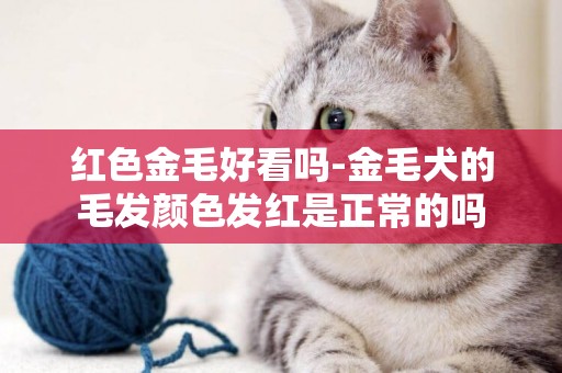 紅色金毛好看嗎-金毛犬的毛發顏色發紅是正常的嗎