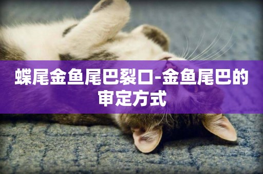 蝶尾金魚尾巴裂口-金魚尾巴的審定方式