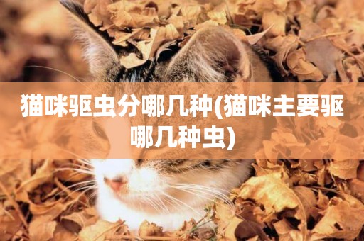 貓咪驅蟲分哪幾種(貓咪主要驅哪幾種蟲)