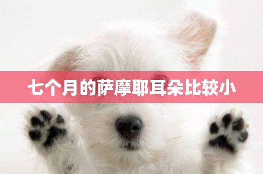 七個月的薩摩耶耳朵比較小
