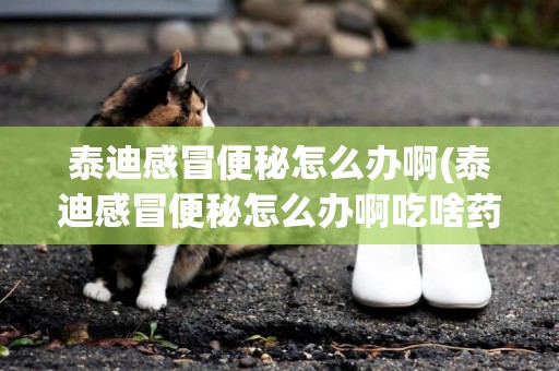 泰迪感冒便秘怎么辦啊(泰迪感冒便秘怎么辦啊吃啥藥)