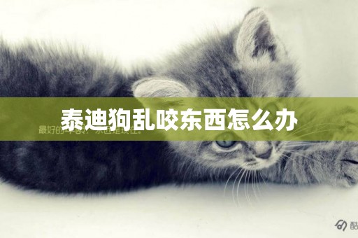 泰迪狗亂咬東西怎么辦