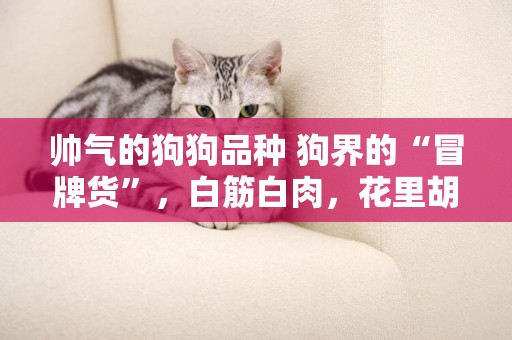 帥氣的狗狗品種 狗界的“冒牌貨”，白筋白肉，花里胡哨沒用 