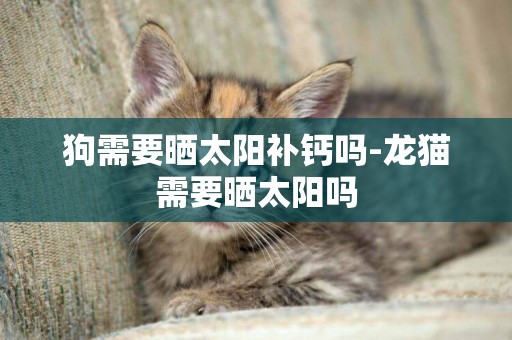 狗需要曬太陽補鈣嗎-龍貓需要曬太陽嗎
