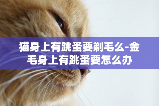 貓身上有跳蚤要剃毛么-金毛身上有跳蚤要怎么辦