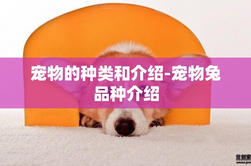 寵物的種類和介紹-寵物兔品種介紹