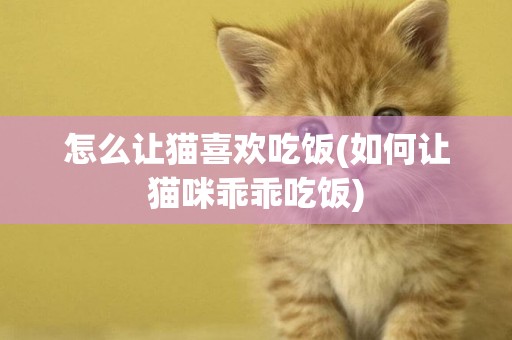 怎么讓貓喜歡吃飯(如何讓貓咪乖乖吃飯)
