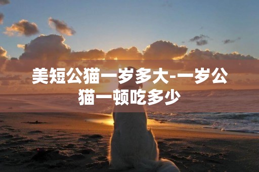 美短公貓一歲多大-一歲公貓一頓吃多少