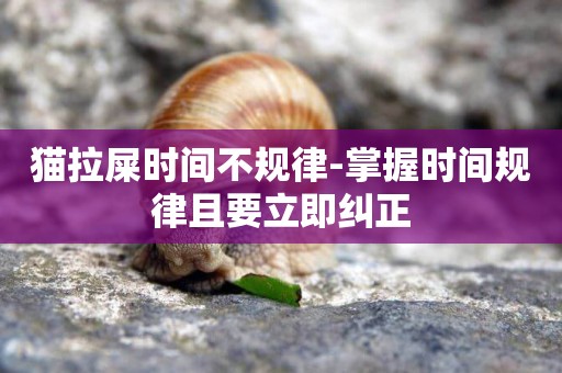 貓拉屎時間不規律-掌握時間規律且要立即糾正