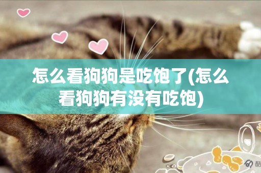 怎么看狗狗是吃飽了(怎么看狗狗有沒有吃飽)