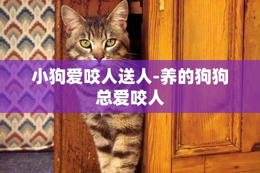 小狗愛咬人送人-養的狗狗總愛咬人