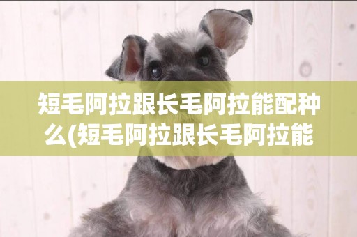 短毛阿拉跟長毛阿拉能配種么(短毛阿拉跟長毛阿拉能配種么嗎)