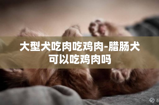 大型犬吃肉吃雞肉-臘腸犬可以吃雞肉嗎