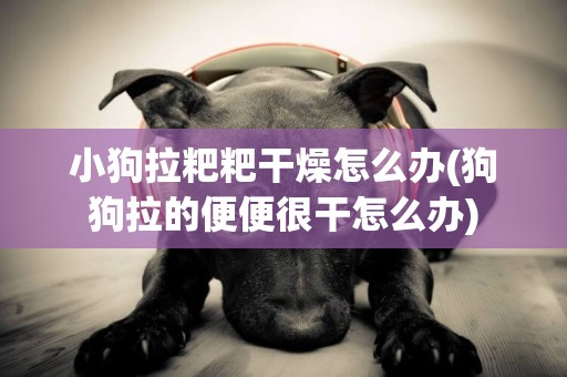 小狗拉粑粑干燥怎么辦(狗狗拉的便便很干怎么辦)