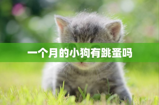 一個月的小狗有跳蚤嗎