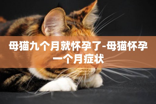 母貓九個月就懷孕了-母貓懷孕一個月癥狀